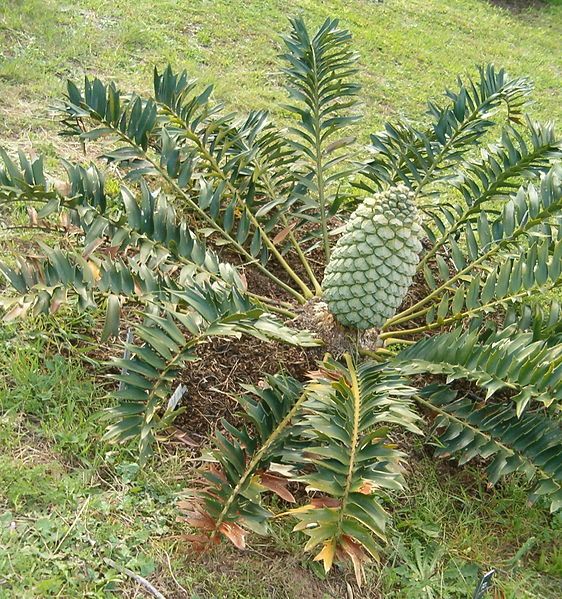 File:Encephalartos arenarius KirstenboshBotGard09292010A.jpg