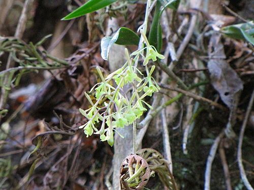 Epidendrum conopseum growing in Withlacoochee River Park