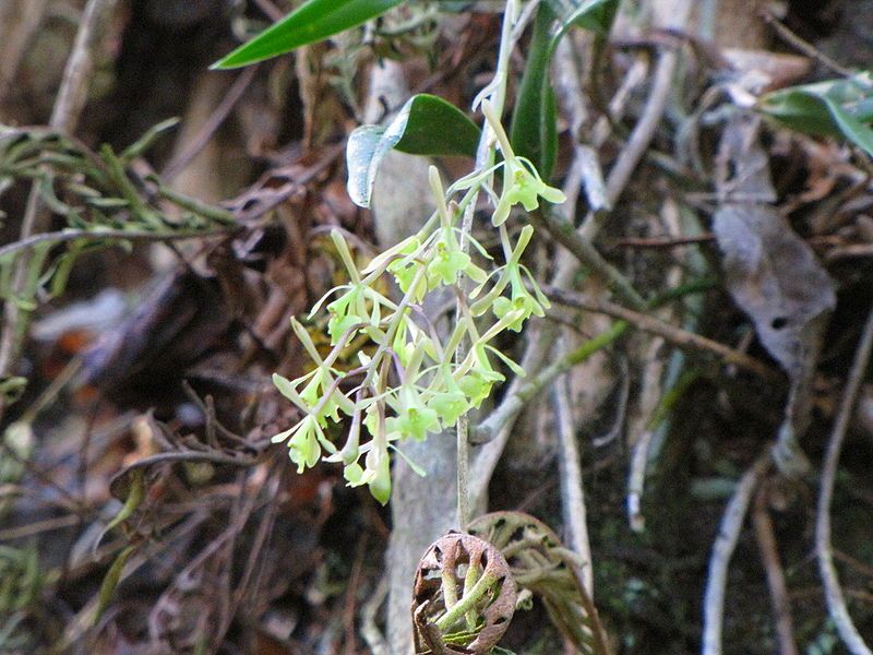 File:Epidendrum conopseum 2.jpg