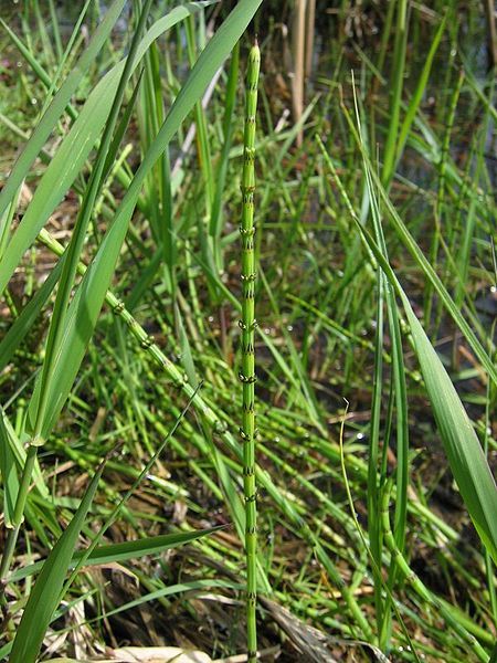 File:Equisetum palustre.jpeg