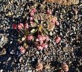 Dark pink flower form