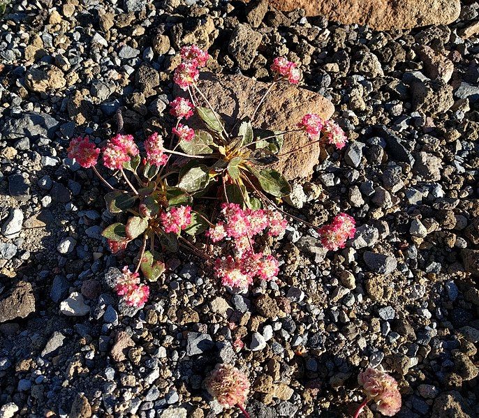 File:Eriogonum pyrolifolium iNat-8072996.jpg