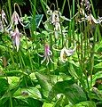 Erythronium revolutum