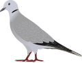 Eurasian Collared Dove