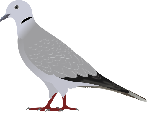 File:Eurasian Collared Dove.svg