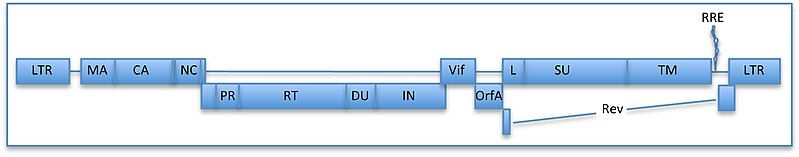 File:FIV genome 2013.jpg