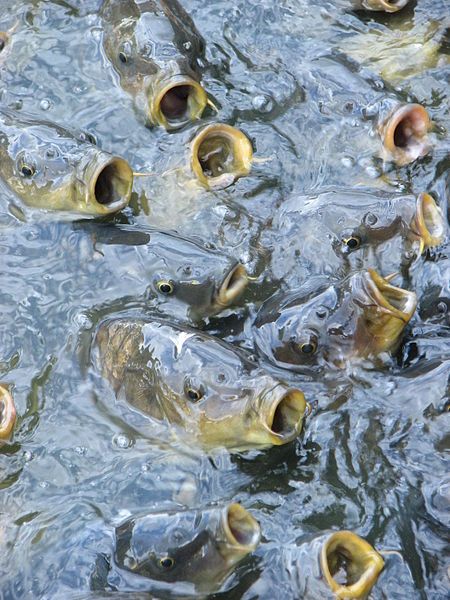 File:Feeding frenzy catfish.JPG