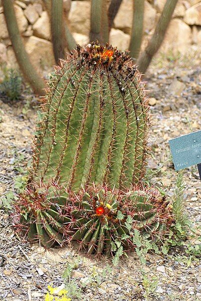 File:Ferocactus herrerae 01.jpg