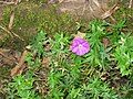 Geranium sanguineum