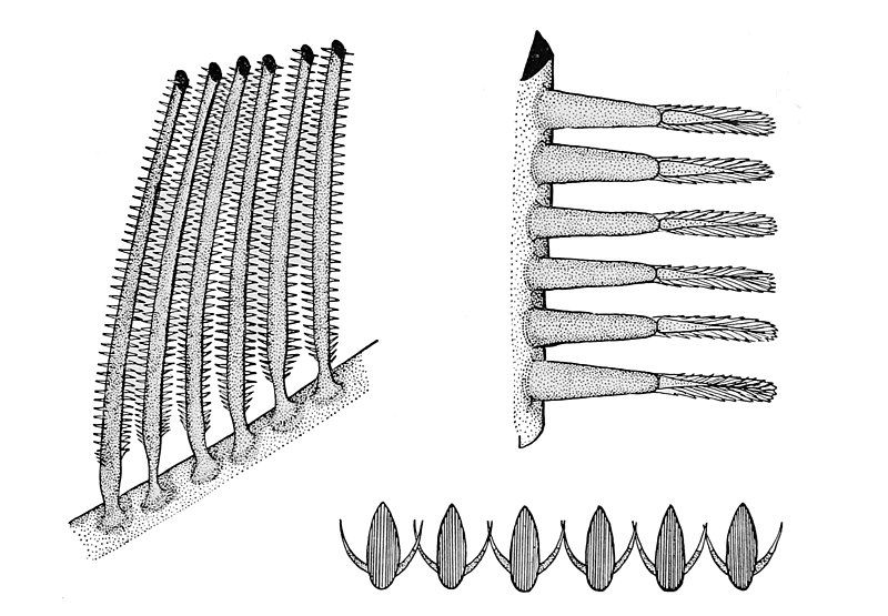 File:Gills2.jpg