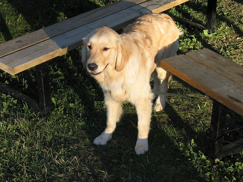 File:GoldenRetrieverStanding.JPG