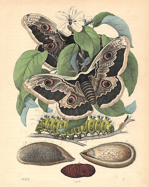 File:Great Peacock Moth.jpg