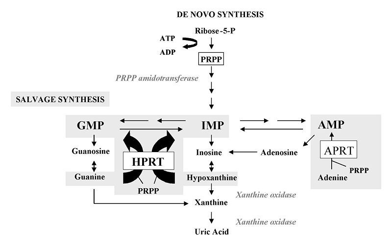 File:HPRT metabolism.jpg