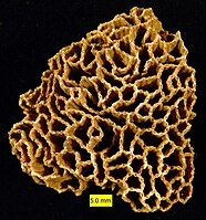 Halysites was a Tabulate coral, an extinct group that lived through the Paleozoic