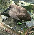 A hammerkop