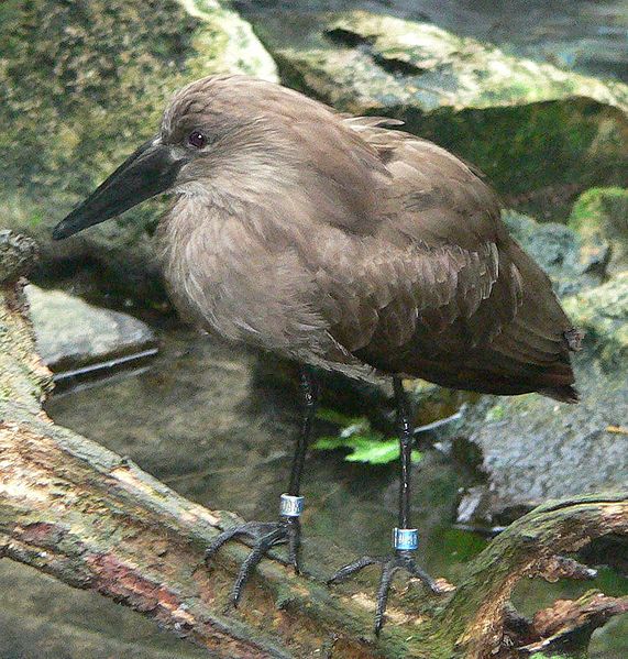 File:Hammerkop.jpg