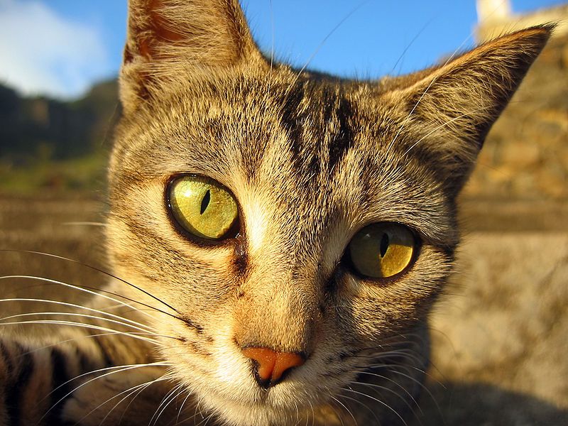 File:Hauskatze in Abendsonne.jpg