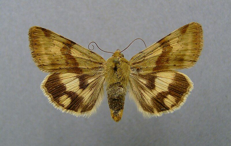 File:Heliothis adaucta.jpg