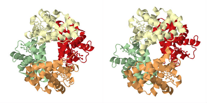 File:HemoglobinConformations.png