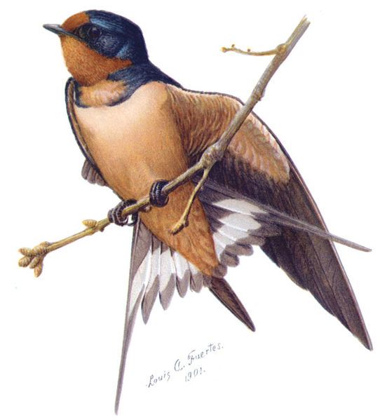 File:Hirundo rusticaABP01CA.jpg