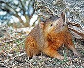 Brown shrew