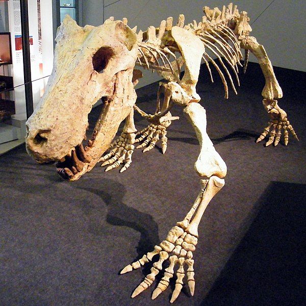 File:Inostrancevia skeleton.jpg