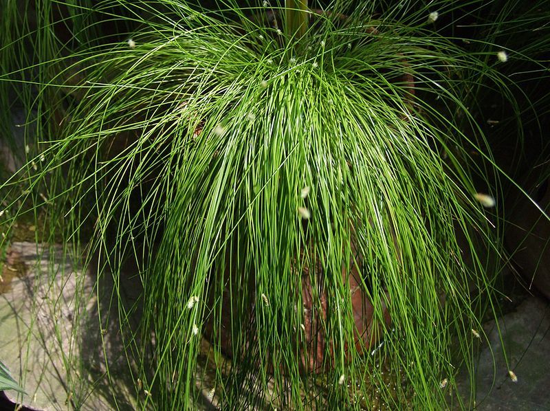 File:Isolepis cernua 1-OB9.jpg