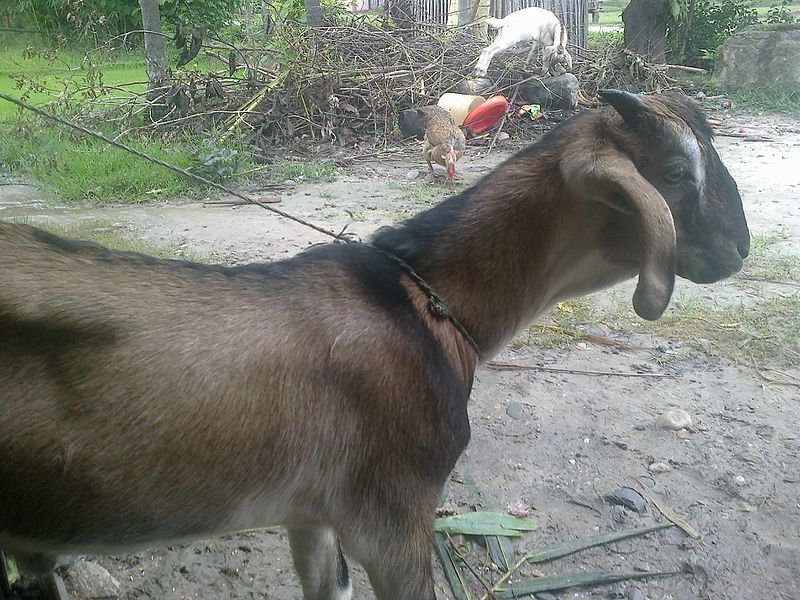 File:Jamnapari goat.jpg