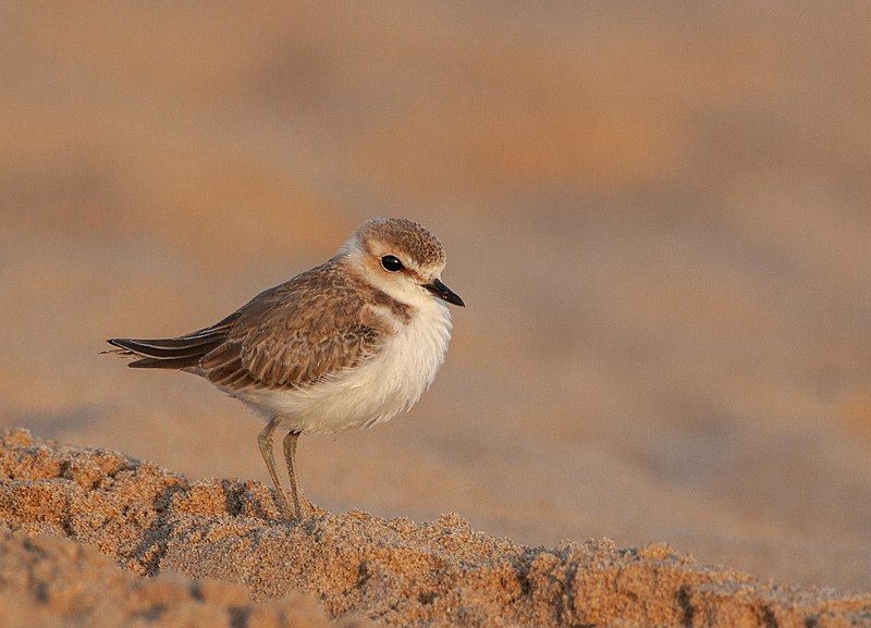 File:Kentish plover..jpg