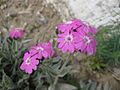 Lychnis flos-jovis