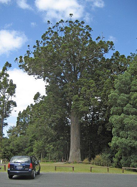 File:McKinneyKauri.jpg