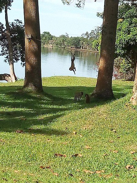 File:Monkey gymnastics.jpg