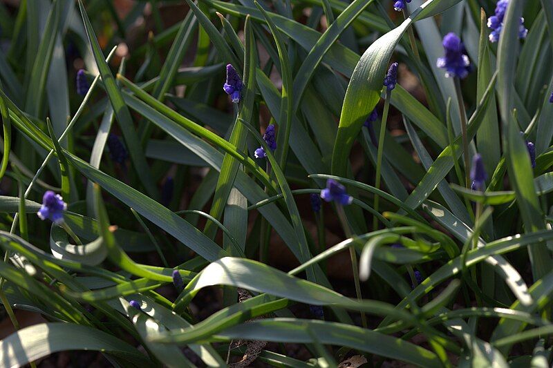 File:Muscari aucheri 03.jpg