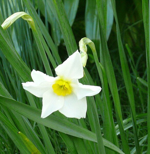 File:Narcissus medioluteus (flower).jpg