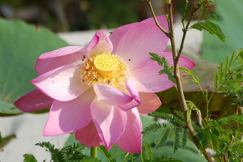 File:Nelumbo nucifera03.JPG