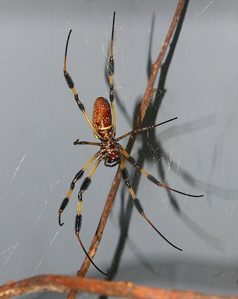 File:Nephila clavipes 10.JPG