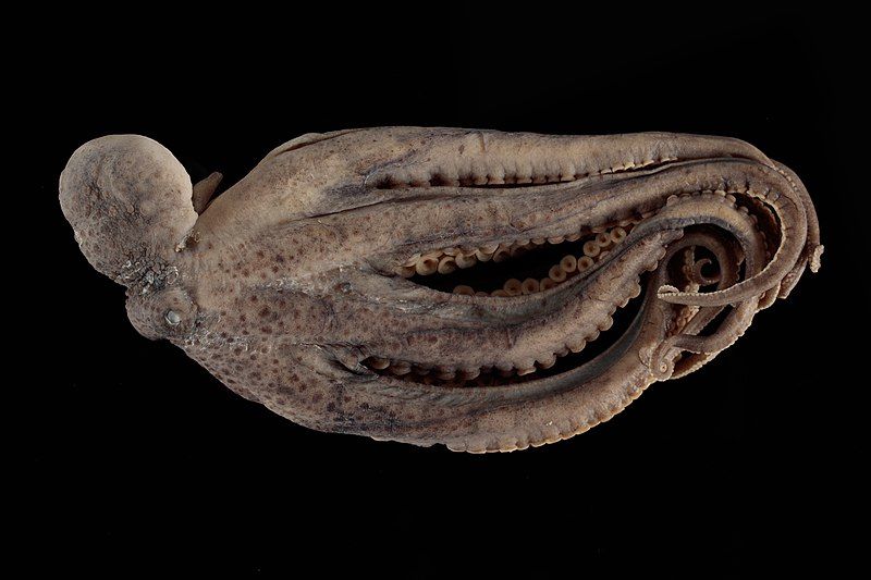 File:Octopus oliveri (48740499233).jpg