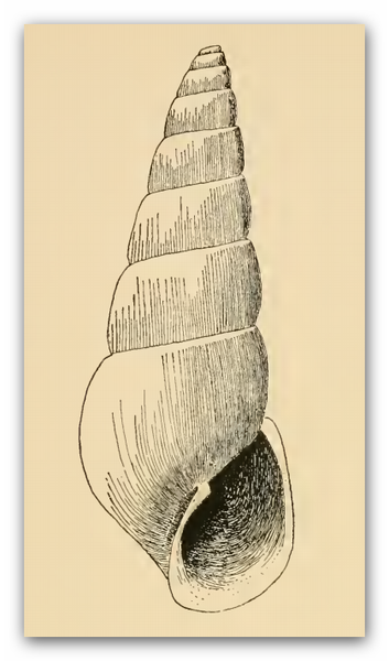 File:Odostomia desimana 001.png