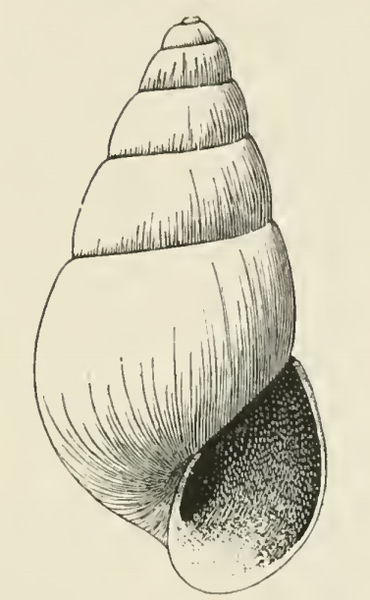 File:Odostomia hypatia 001.png