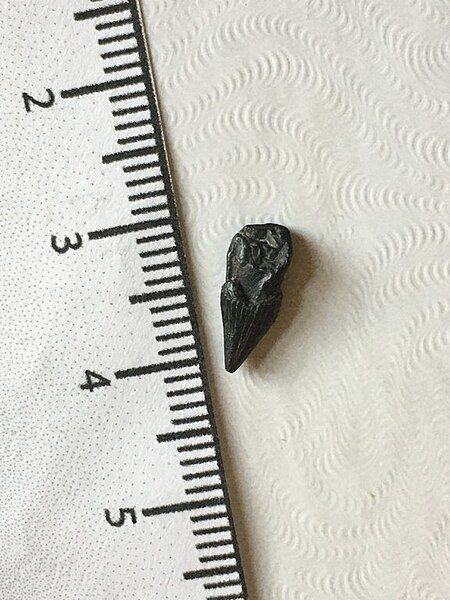 File:Old Church Tooth.jpg