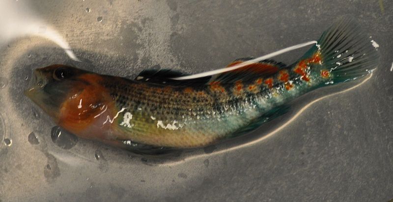 File:Orangethroat darter male.jpg