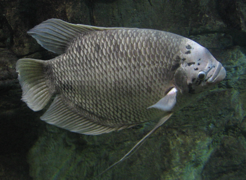 File:Osphronemus Gourami (better).png