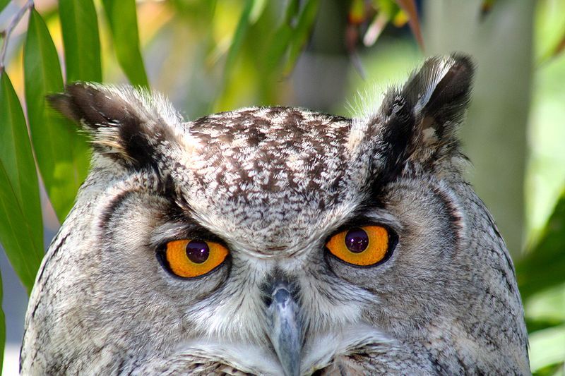 File:Owl eyes.jpg