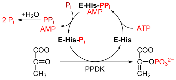 File:PPDK reaction.svg