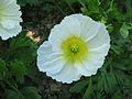 Papaver alpinum