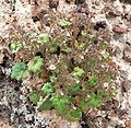 Phacelia rotundifolia