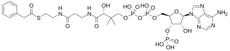 File:Phenylacetyl-CoA.svg