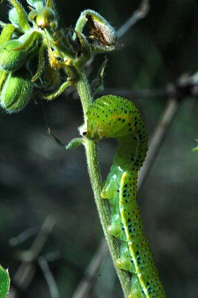 File:Phoebis sennae caterpillar.jpg