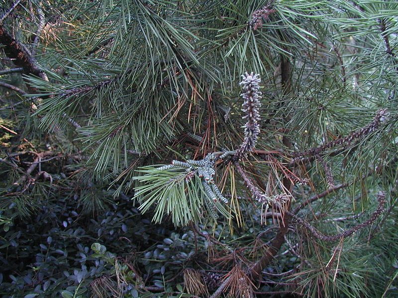 File:Pine sawfly 2.JPG