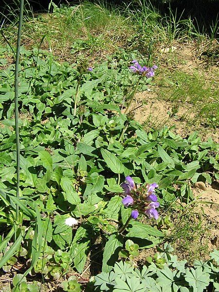 File:Prunella hastifolia001.jpg